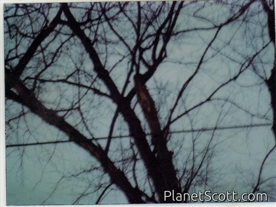 Eastern Screech-Owl (Megascops asio) - Scanned from Poloroid