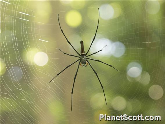 Unidentified Giant Spider