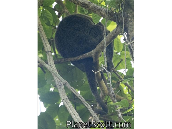Sulawesi Bear Cuscus (Ailurops ursinus)
