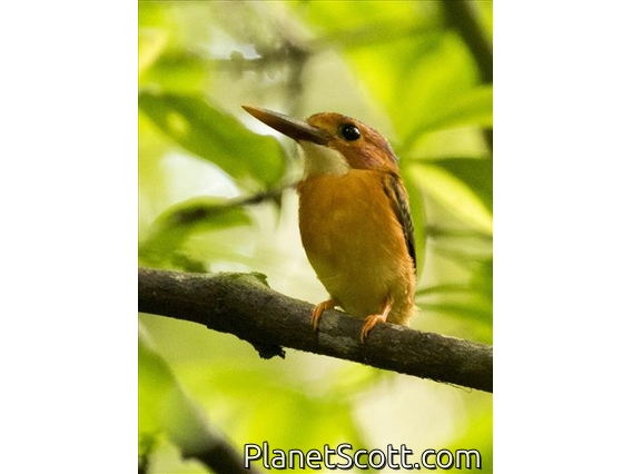 Sulawesi Dwarf-Kingfisher (Ceyx fallax)