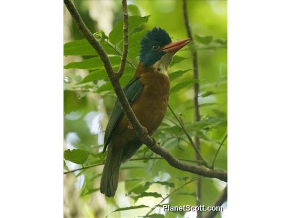 Green-backed Kingfisher (Actenoides monachus)