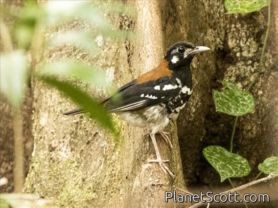 Rusty-backed Thrush (Geokichla erythronota)