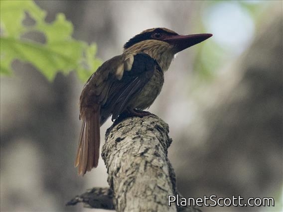 Lilac-cheeked Kingfisher (Cittura cyanotis)