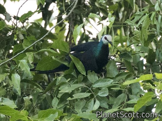 White-faced Cuckoo-Dove (Turacoena manadensis)