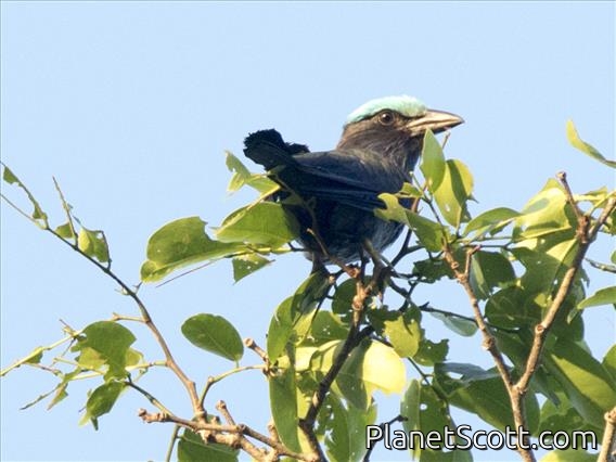 Purple-winged Roller (Coracias temminckii)