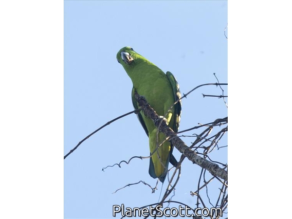 Golden-mantled Racquet-tail (Prioniturus platurus)