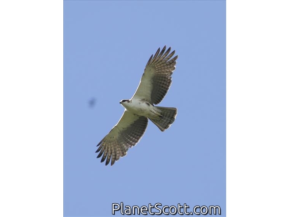 Rufous-bellied Eagle (Lophotriorchis kienerii)