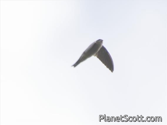 Uniform Swiftlet (Aerodramus vanikorensis)