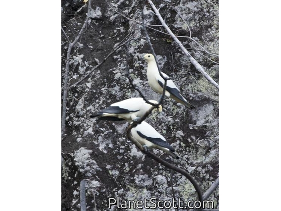 Pied Imperial-Pigeon (Ducula bicolor)