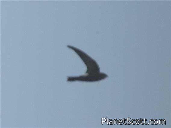 Sulawesi Swiftlet (Aerodramus sororum)