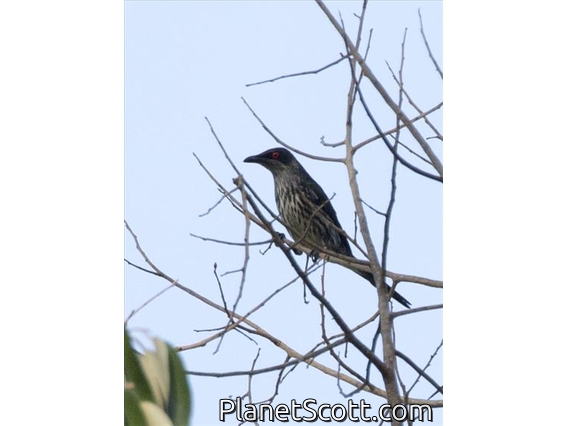 Metallic Starling (Aplonis metallica)