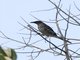 Metallic Starling (Aplonis metallica)