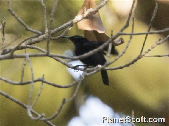 Black Sunbird (Leptocoma aspasia)