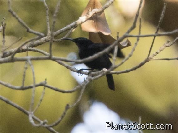 Black Sunbird (Leptocoma sericea)