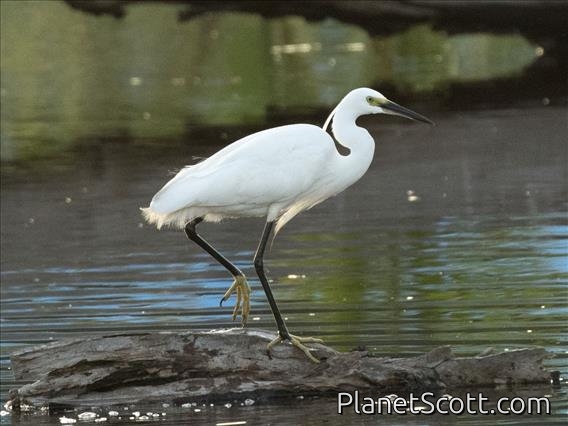 Little Egret (Egretta garzetta)