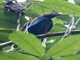 Standardwing Bird-of-Paradise (Semioptera wallacii)