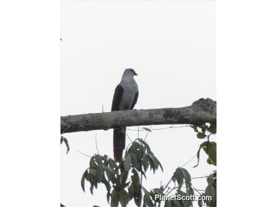 Great Cuckoo-Dove (Reinwardtoena reinwardti)