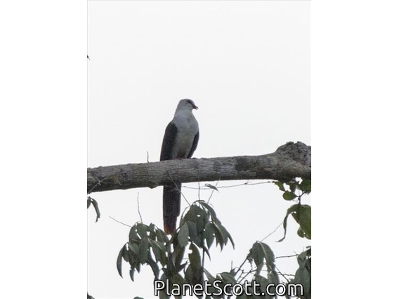 Great Cuckoo-Dove (Reinwardtoena reinwardti)