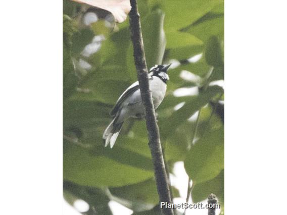 White-naped Monarch (Carterornis pileatus)