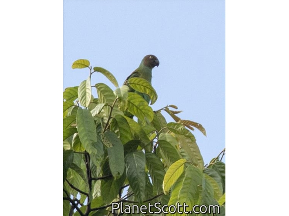 Red-cheeked Parrot (Geoffroyus geoffroyi)
