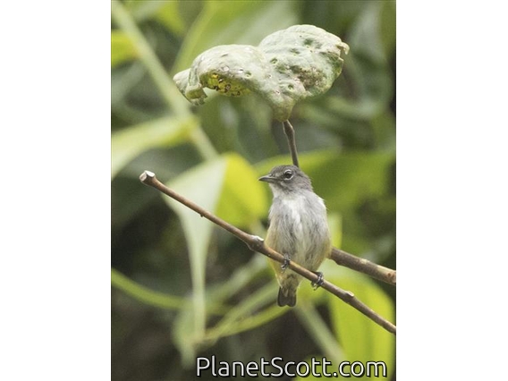 Halmahera Flowerpecker (Dicaeum schistaceiceps)