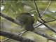 Halmahera Golden-Bulbul (Alophoixus chloris)