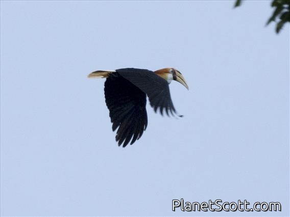 Blyth's Hornbill (Rhyticeros plicatus)