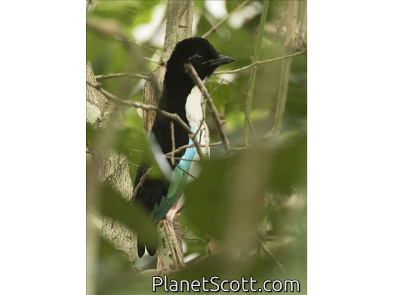 Ivory-breasted Pitta (Pitta maxima)