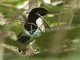 Ivory-breasted Pitta (Pitta maxima)