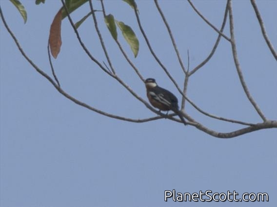 Rufous-bellied Triller (Lalage aurea)