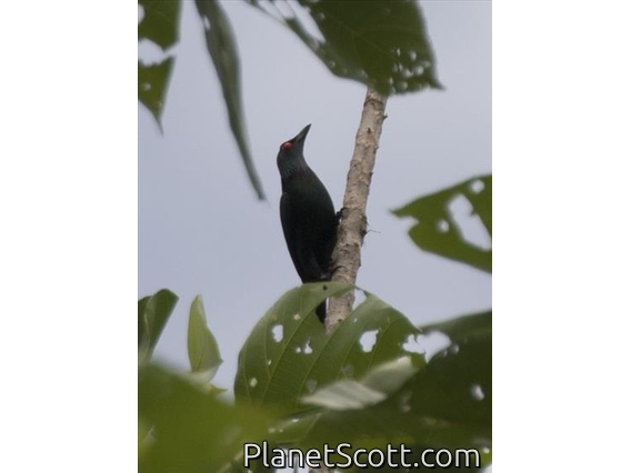 Metallic Starling (Aplonis metallica)