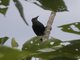 Metallic Starling (Aplonis metallica)