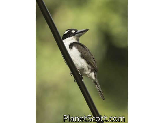 Sombre Kingfisher (Todiramphus funebris)