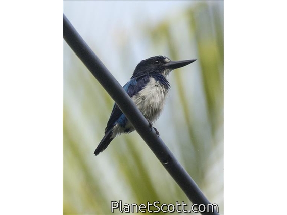 Blue-and-white Kingfisher (Todiramphus diops)