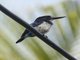 Blue-and-white Kingfisher (Todiramphus diops)