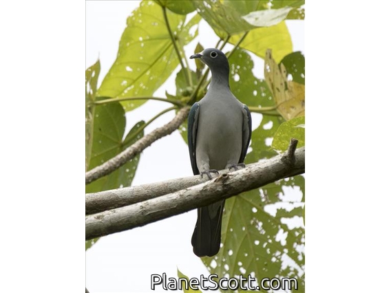 Spectacled Imperial-Pigeon (Ducula perspicillata)