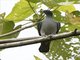 Spectacled Imperial-Pigeon (Ducula perspicillata)