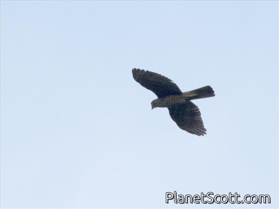 Variable Goshawk (Tachyspiza hiogaster)