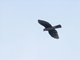 Variable Goshawk (Tachyspiza hiogaster)