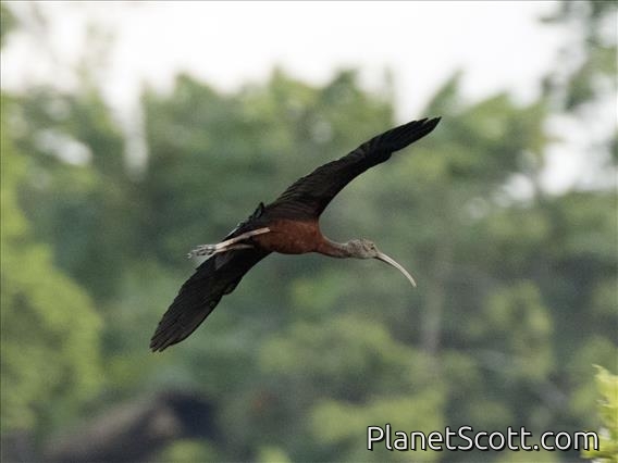 Glossy Ibis (Plegadis falcinellus)