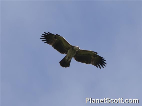Gurney's Eagle (Aquila gurneyi)