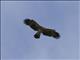 Gurneys Eagle (Aquila gurneyi)