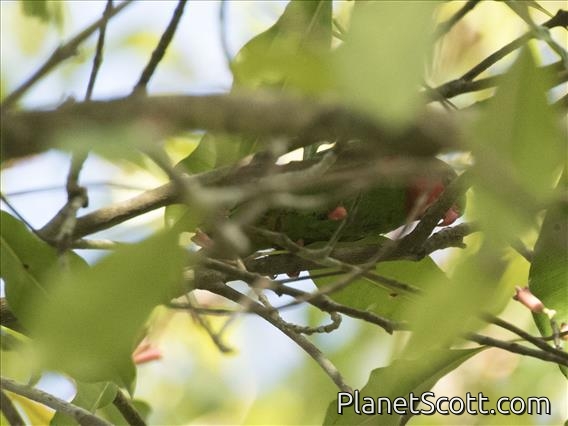 Red-flanked Lorikeet (Charmosyna placentis)