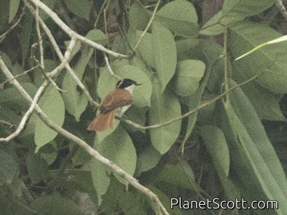Shining Flycatcher (Myiagra alecto)