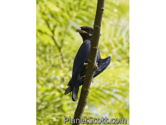 Azure Roller (Eurystomus azureus)