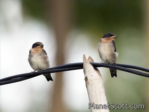 Pacific Swallow (Hirundo javanica)