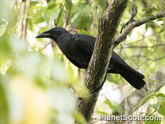 Slender-billed Crow (Corvus enca)