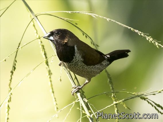 Black-faced Munia (Lonchura molucca)
