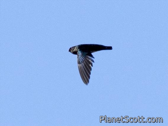 Glossy Swiftlet (Collocalia esculenta)