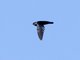 Glossy Swiftlet (Collocalia esculenta)